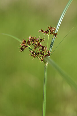 BUITEN BEELD Foto: 441863