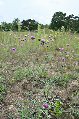 BUITEN BEELD Foto: 441864