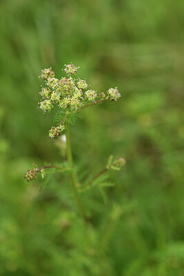 BUITEN BEELD Foto: 441868
