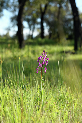 BUITEN BEELD Foto: 441870