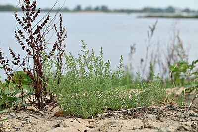 BUITEN BEELD Foto: 441872