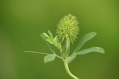 BUITEN BEELD Foto: 441876
