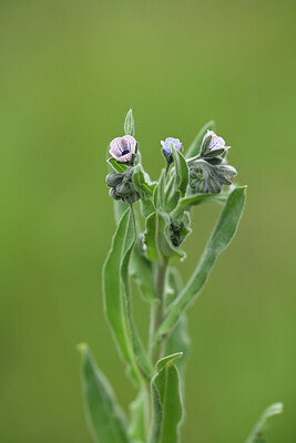 BUITEN BEELD Foto: 441878