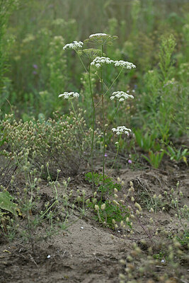 BUITEN BEELD Foto: 441880