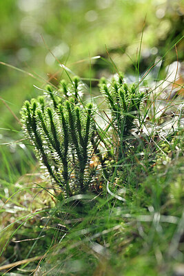 BUITEN BEELD Foto: 441881