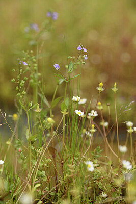 BUITEN BEELD Foto: 441882