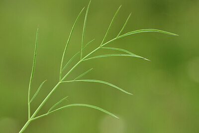 BUITEN BEELD Foto: 441884