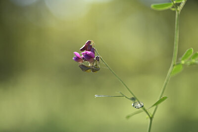 BUITEN BEELD Foto: 441887