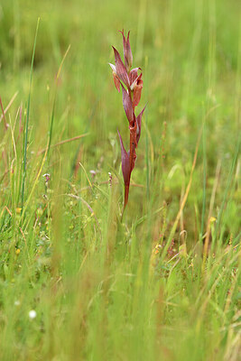 BUITEN BEELD Foto: 441911