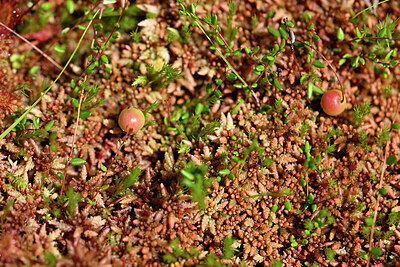 BUITEN BEELD Foto: 441913