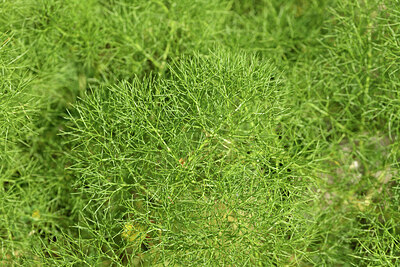 BUITEN BEELD Foto: 441922