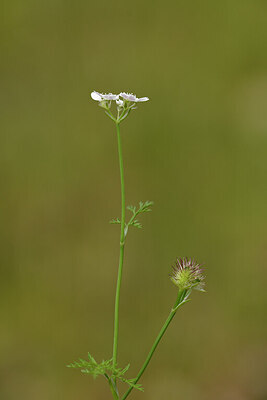 BUITEN BEELD Foto: 441929