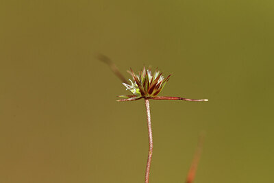 BUITEN BEELD Foto: 441930