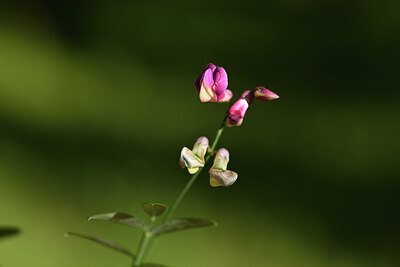 BUITEN BEELD Foto: 441931