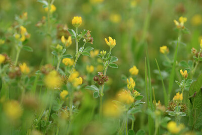 BUITEN BEELD Foto: 441939