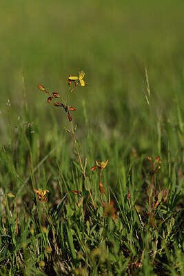 BUITEN BEELD Foto: 441940
