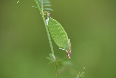 BUITEN BEELD Foto: 441945