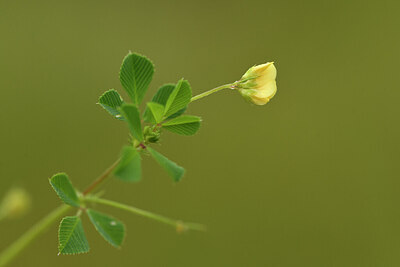 BUITEN BEELD Foto: 441947