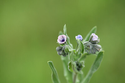 BUITEN BEELD Foto: 441960