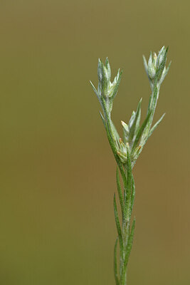 BUITEN BEELD Foto: 441962