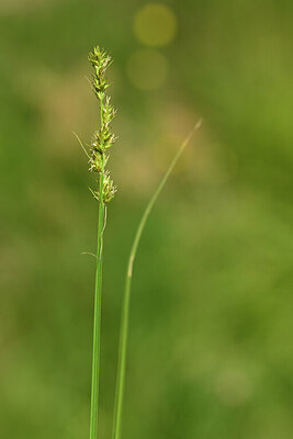 BUITEN BEELD Foto: 441991