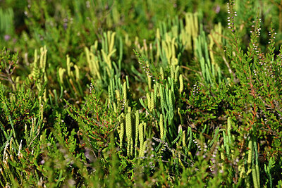 BUITEN BEELD Foto: 442005