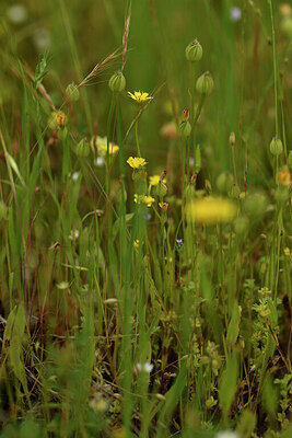 BUITEN BEELD Foto: 442007