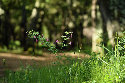 BUITEN BEELD Foto: 442015
