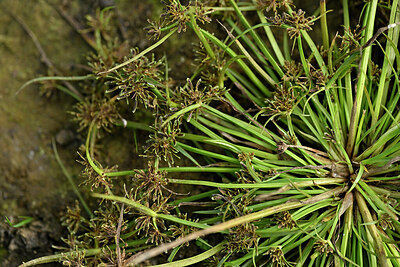 BUITEN BEELD Foto: 442024