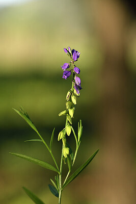 BUITEN BEELD Foto: 442026