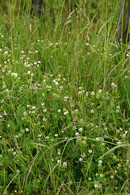 BUITEN BEELD Foto: 442027