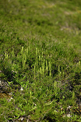 BUITEN BEELD Foto: 442028