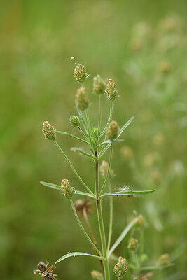 BUITEN BEELD Foto: 442029