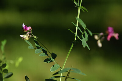BUITEN BEELD Foto: 442034