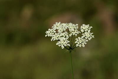 BUITEN BEELD Foto: 442035