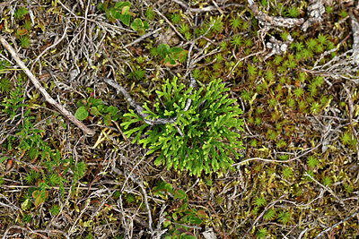BUITEN BEELD Foto: 442036