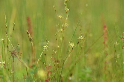 BUITEN BEELD Foto: 442037