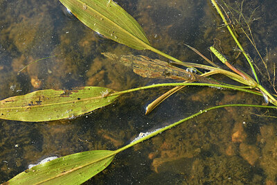 BUITEN BEELD Foto: 442038