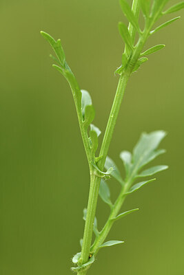 BUITEN BEELD Foto: 442040