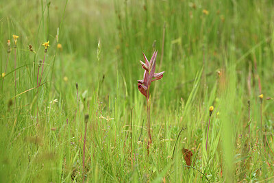 BUITEN BEELD Foto: 442041