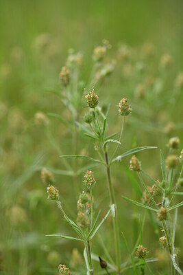 BUITEN BEELD Foto: 442045