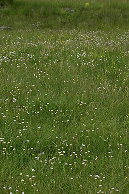 BUITEN BEELD Foto: 442047