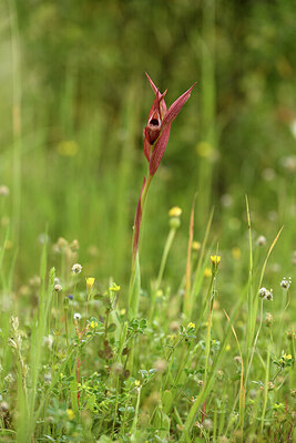 BUITEN BEELD Foto: 442052