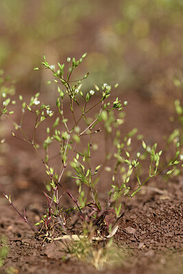 BUITEN BEELD Foto: 442053