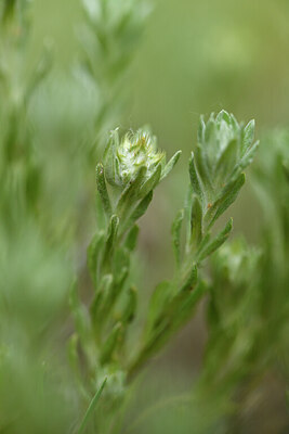 BUITEN BEELD Foto: 442055