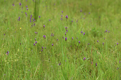 BUITEN BEELD Foto: 442062