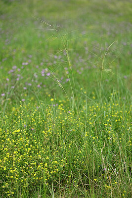 BUITEN BEELD Foto: 442065