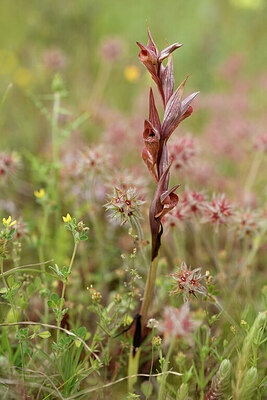 BUITEN BEELD Foto: 442066
