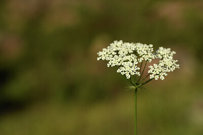 BUITEN BEELD Foto: 442067