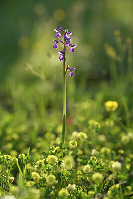 BUITEN BEELD Foto: 442068
